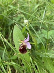 Ophrys calypsus