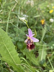 Ophrys calypsus