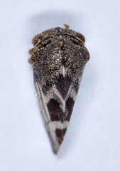 Cyrtolobus tuberosus