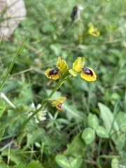 Ophrys lutea phryganae