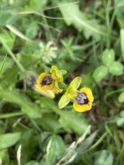 Ophrys lutea phryganae