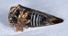 Cyrtolobus tuberosus