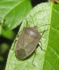 Nezara viridula