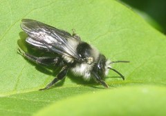 Andrena cineraria