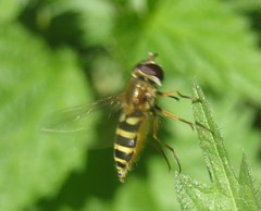 Syrphus ribesii