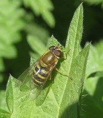 Syrphus ribesii