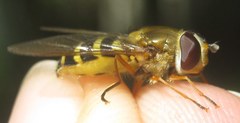 Syrphus ribesii