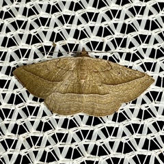 Nadagara xylotrema