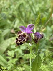 Ophrys calypsus
