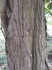 Robinia pseudoacacia