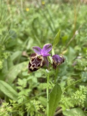 Ophrys calypsus