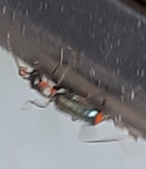 Cyrtosus cyanipennis