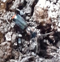 Cyrtosus cyanipennis