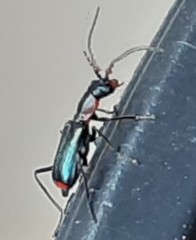 Cyrtosus cyanipennis