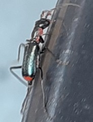 Cyrtosus cyanipennis