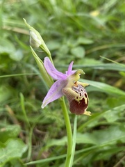 Ophrys calypsus