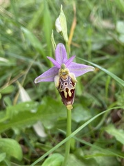 Ophrys calypsus