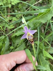 Ophrys calypsus