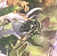 Protosmia rubifloris