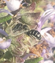 Protosmia rubifloris