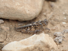 Tmethis pulchripennis