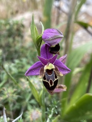 Ophrys heldreichii