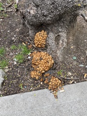 Micacei
