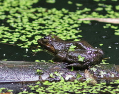 Limnonectes jarujini