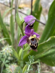 Ophrys heldreichii