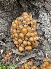 Micacei
