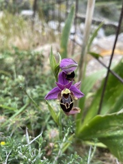 Ophrys heldreichii