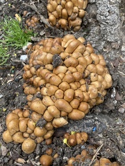 Micacei
