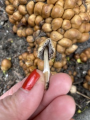 Micacei
