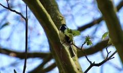 Parus major