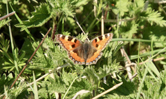Aglais urticae
