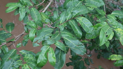 Diospyros mespiliformis
