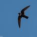 White-collared Swift - Photo (c) Arnold Wijker, some rights reserved (CC BY-NC), uploaded by Arnold Wijker