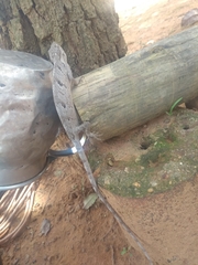 Polychrus acutirostris