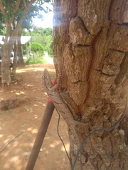 Polychrus acutirostris