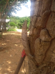 Polychrus acutirostris