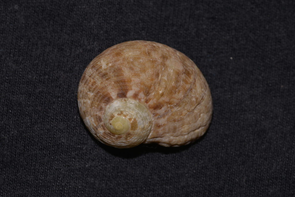 Granata maculata