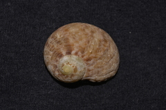 Image of Granata maculata