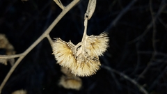 Eriodictyon traskiae traskiae