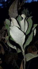 Eriodictyon traskiae traskiae