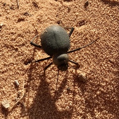 Prionotheca coronata