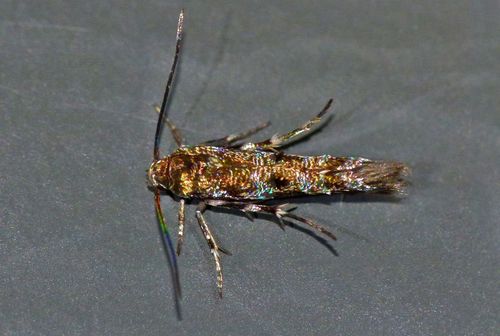 Photo of Zapyrastra calliphana Meyrick, 1889 (Zapyrastra calliphana Meyrick, 1889)