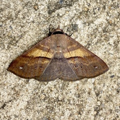 Ophyx eurrhoa