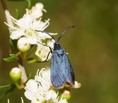 Turneriprocris dolens