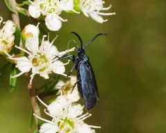 Turneriprocris dolens