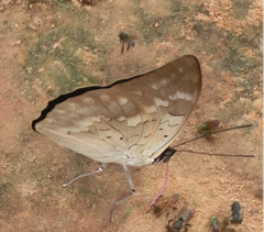 Archaeoprepona demophon